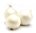 Zwiebeln Weiße Zwiebeln (500g)