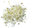 Sprossen Alfalfa