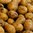 Moor-Kartoffeln Sieglinde (1kg)