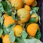 Bio Orangen Sizilien (1kg)